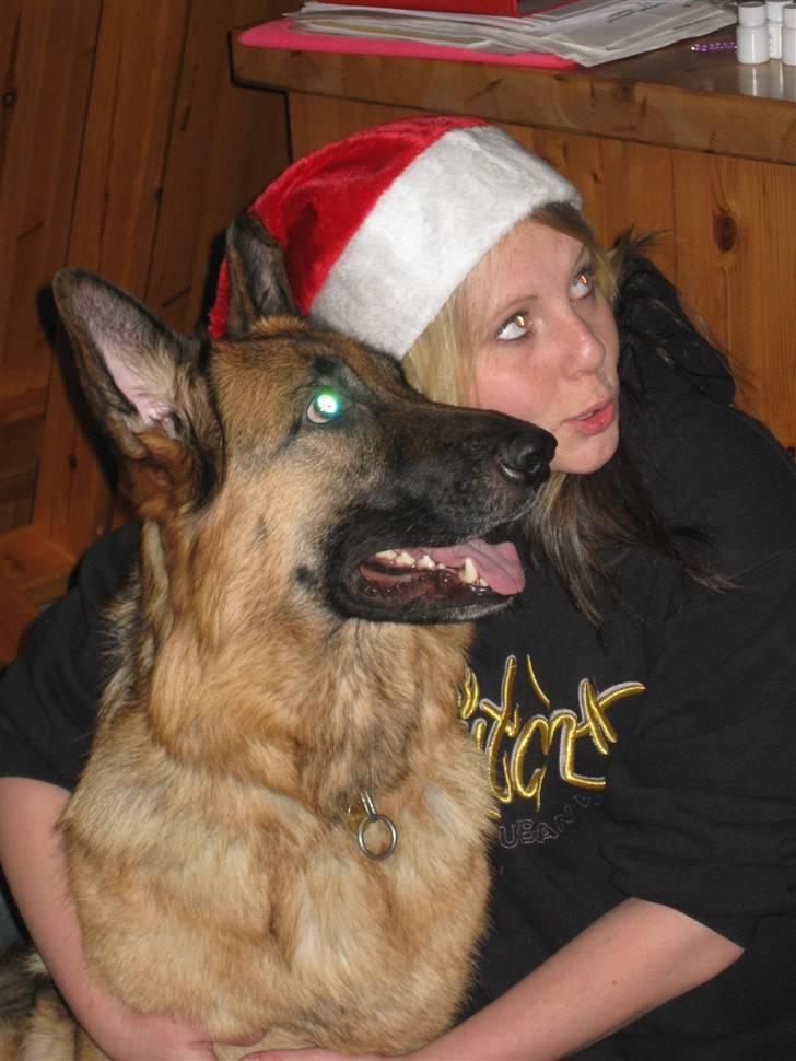 Schæferhund Gry billede 13