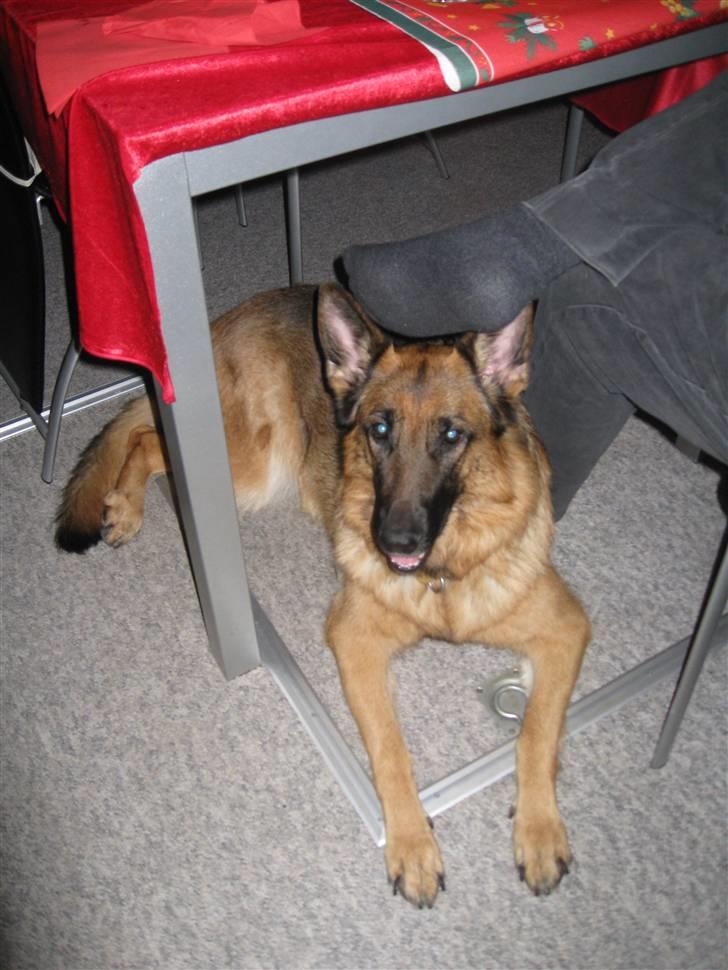 Schæferhund Gry billede 14