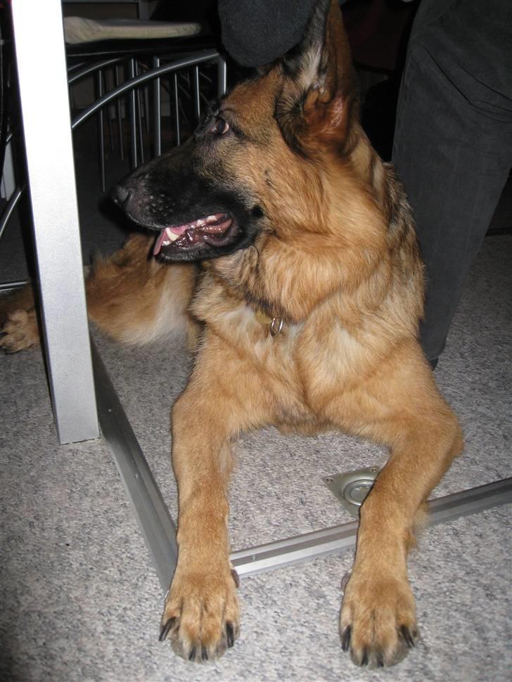 Schæferhund Gry billede 16