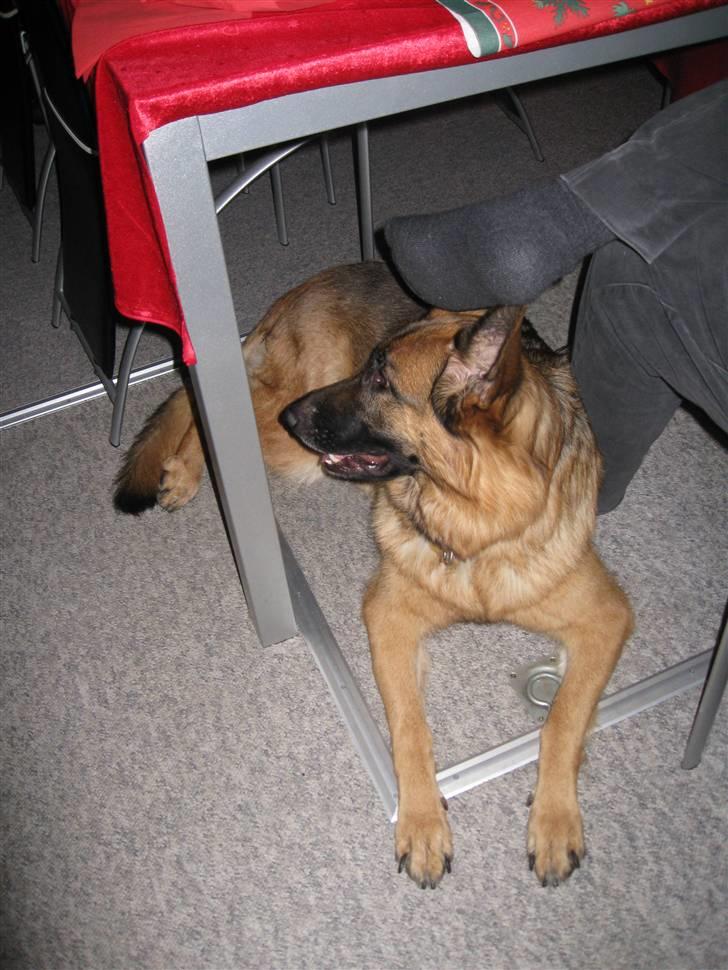 Schæferhund Gry billede 17