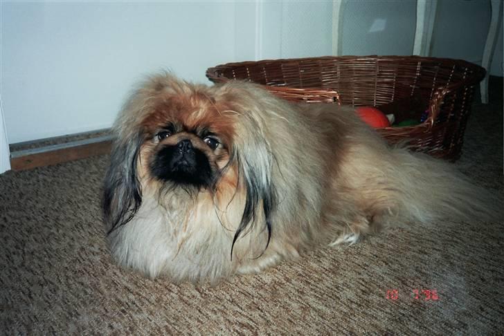 Pekingeser Kisci Fine Kasper.  R.I.P - Ååå, nu komme hun med det kamera igen.  billede 1