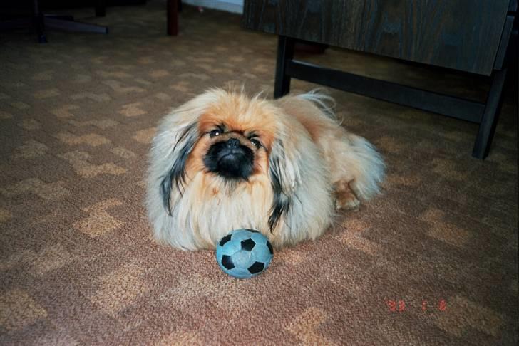 Pekingeser Kisci Fine Kasper.  R.I.P - skal vi spille boldt, du må ikke tag den før jeg giver lov.   billede 2