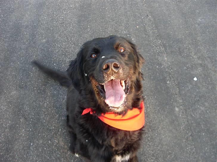 Blanding af racer Kenzo (Død) - Hej alle sammen :) billede 3