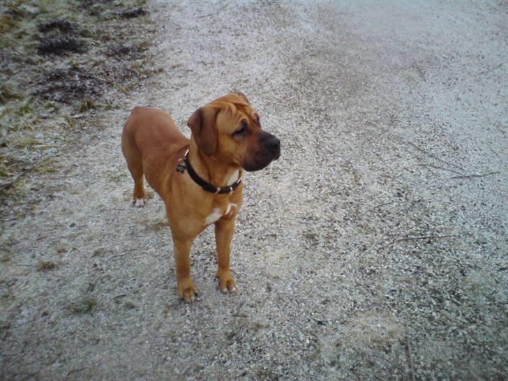 Blanding af racer Amstaff/presa Samson - Nordre Fælled billede 1