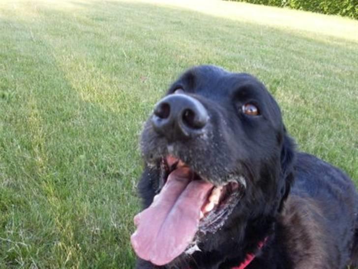 Blanding af racer Kenzo (Død) - Kenzo smiler :) billede 4