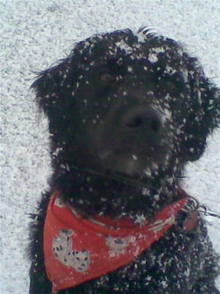 Blanding af racer Kenzo (Død) - Jeg elsker sne! billede 6