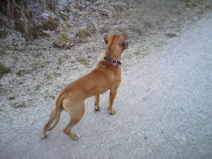 Blanding af racer Amstaff/presa Samson - Nordre Fælled billede 2