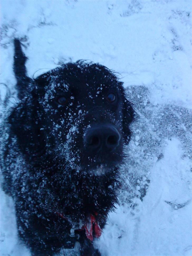 Blanding af racer Kenzo (Død) - Sne sne sne, jeg går ikke med ble! billede 7