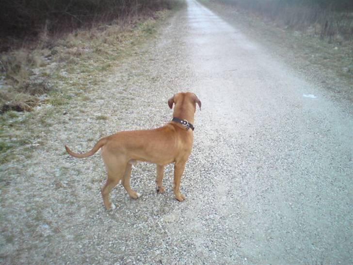 Blanding af racer Amstaff/presa Samson - Nordre Fælled billede 3