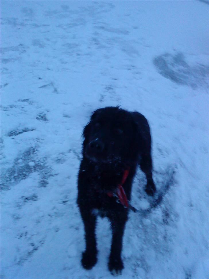 Blanding af racer Kenzo (Død) - skønt vejr :) billede 8