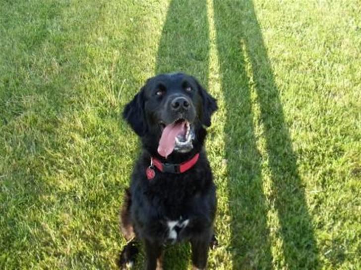 Blanding af racer Kenzo (Død) - Puha det er varmt :) billede 9