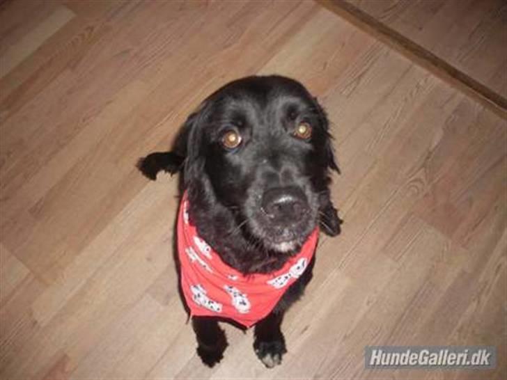 Blanding af racer Kenzo (Død) - Jule aften 2008 :) billede 10