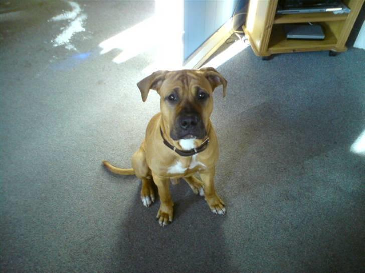 Blanding af racer Amstaff/presa Samson - hvor land tid betyder "sit pænt" mon? billede 4