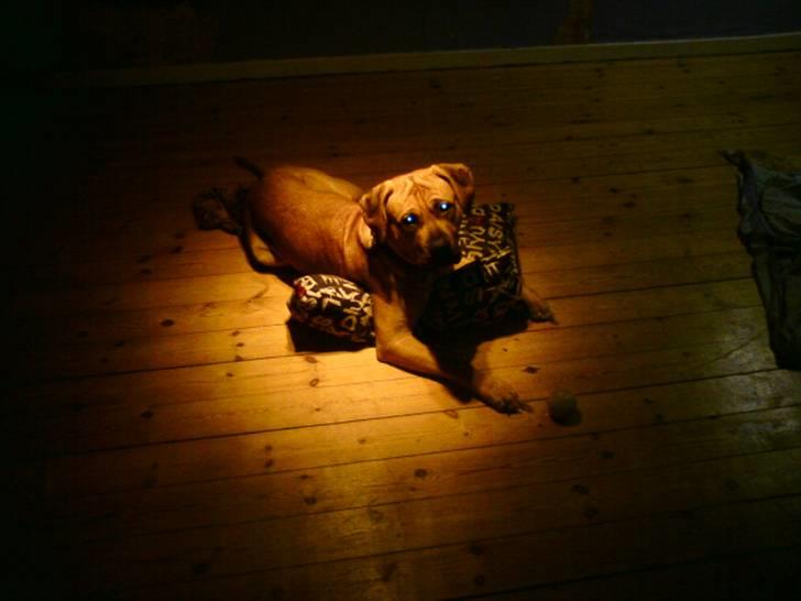 Blanding af racer Amstaff/presa Samson - Ser næsten farlig ud. =) billede 5