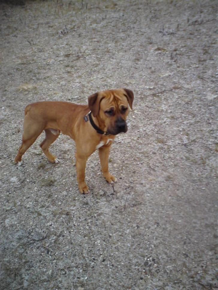 Blanding af racer Amstaff/presa Samson - Nordre Fælled billede 6