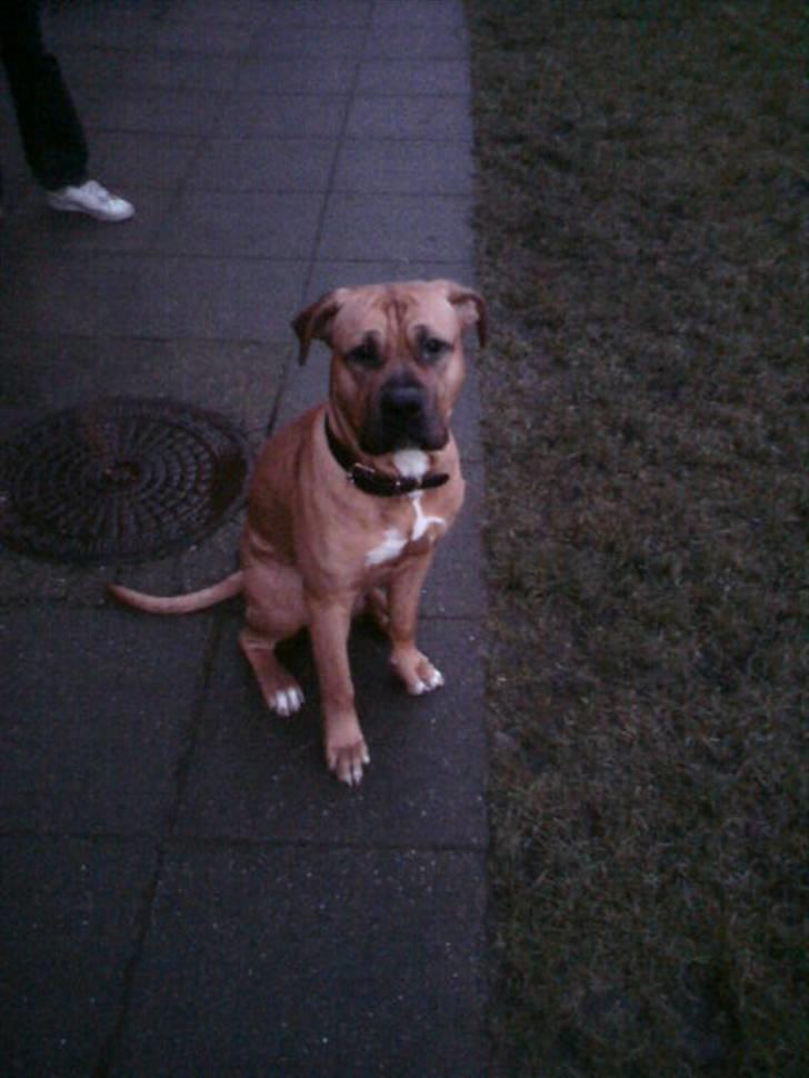 Blanding af racer Amstaff/presa Samson billede 7