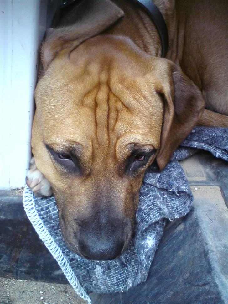 Blanding af racer Amstaff/presa Samson - Synes han sagde at arbejde var sjovt ^^ billede 8