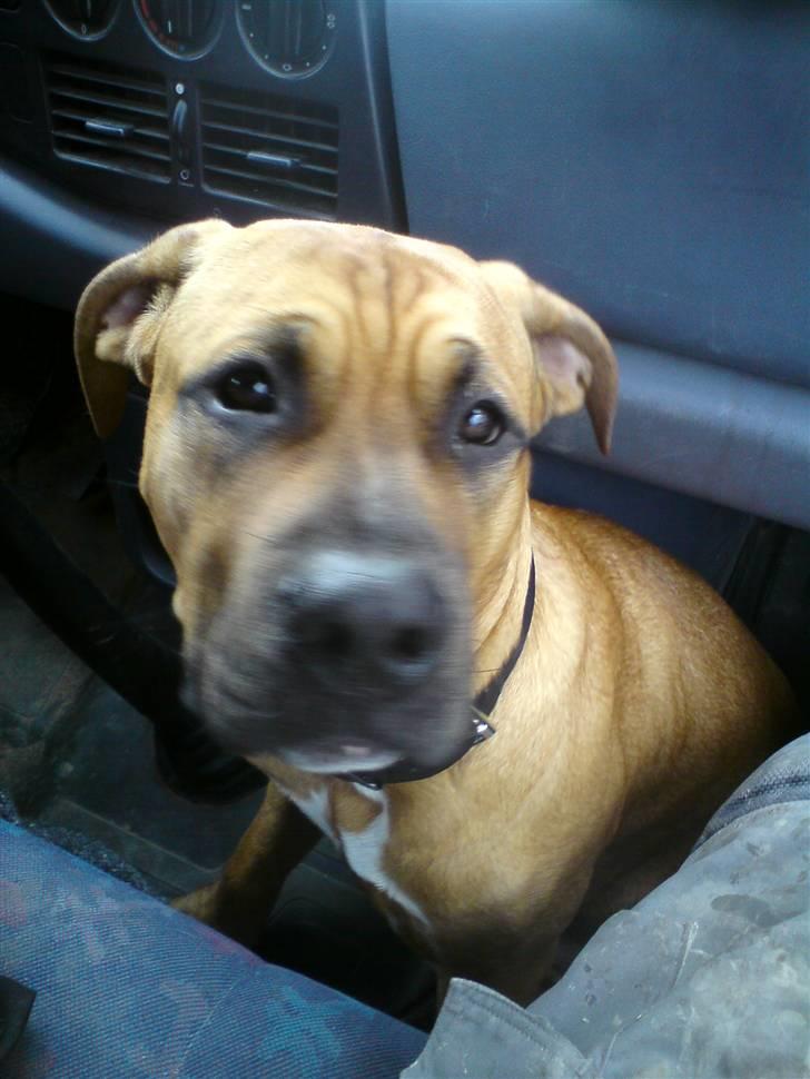 Blanding af racer Amstaff/presa Samson - PÅ vej på arbejde. :) billede 9