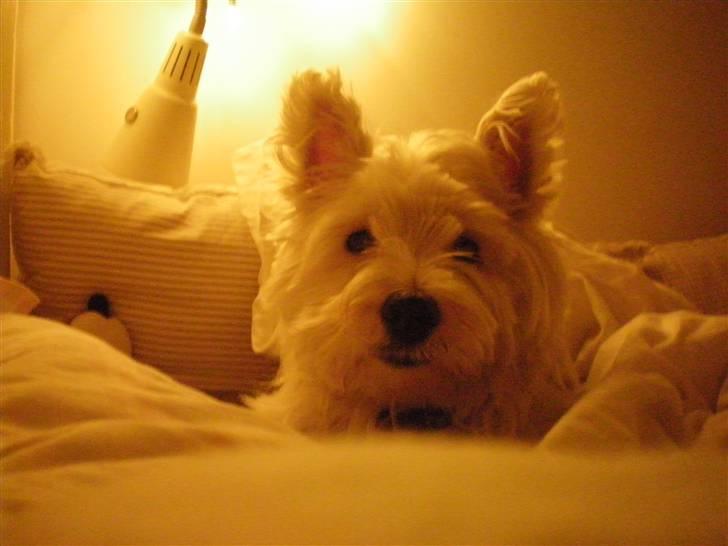 West highland white terrier Vicki # Den bedste!# - Hej og velkommen! Jeg ville blive glad hvis i ville ligge en lille kommentar og måske en stemme:D hyg jerxD billede 1