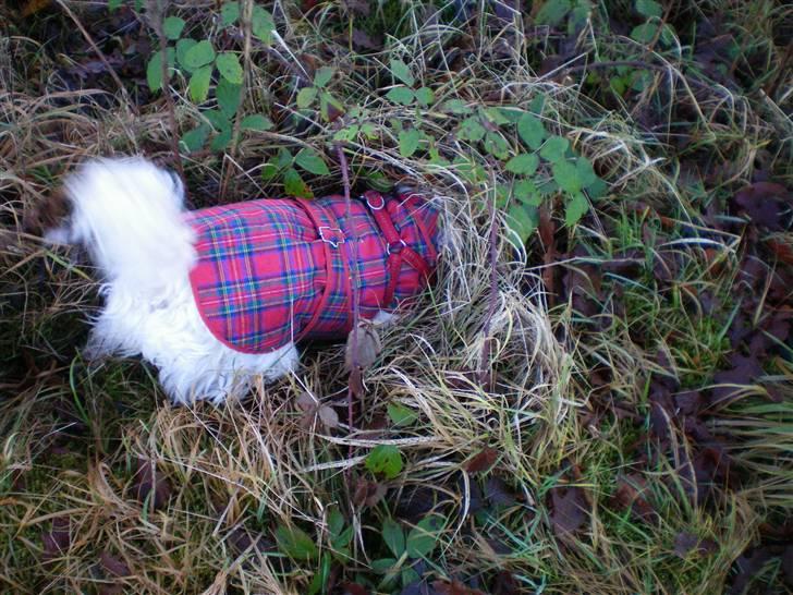 West highland white terrier Vicki # Den bedste!# - Ny udgave!! Jeg findes nu uden hoved!xD billede 3