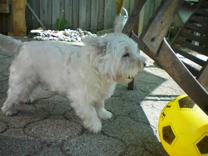 West highland white terrier Vicki # Den bedste!# - Vuf Vuf!! Bolden sidder fast hjælp mig! billede 4