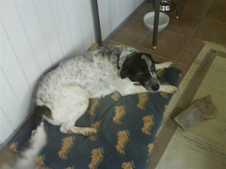 Blanding af racer Bella billede 1