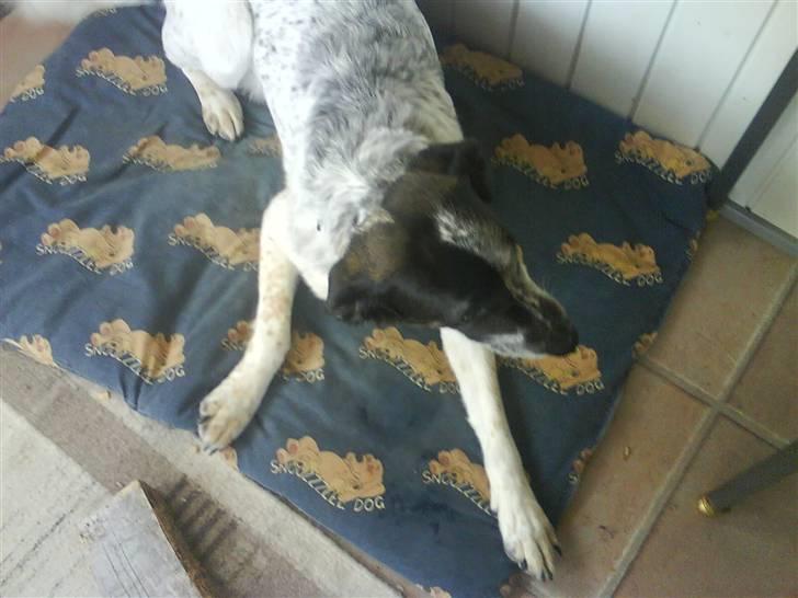 Blanding af racer Bella billede 2