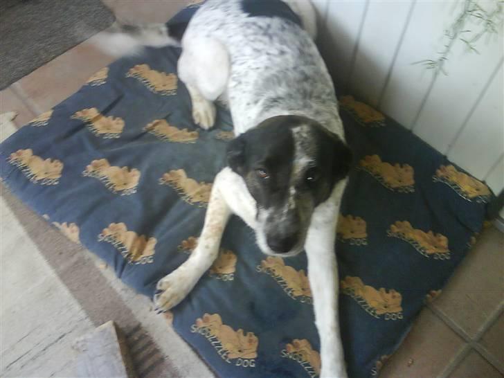 Blanding af racer Bella billede 3