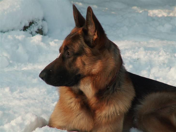 Schæferhund Elverhøj Pele (Kastro) - Sikke en charmetrold. Billedet er taget i 2007. billede 3