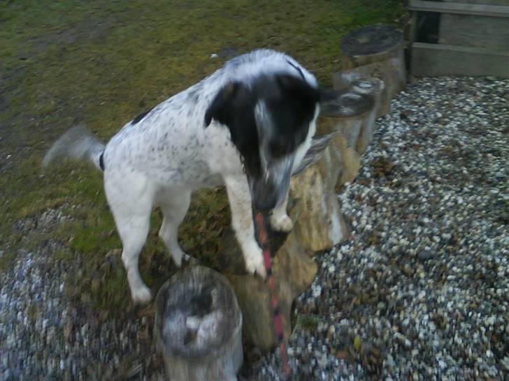 Blanding af racer Bella billede 4