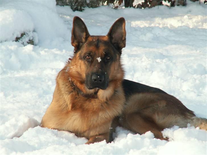 Schæferhund Elverhøj Pele (Kastro) - Min smukke hund i vinteren 2007! billede 2