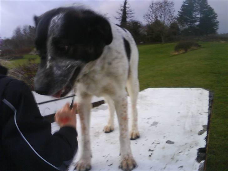 Blanding af racer Bella billede 5