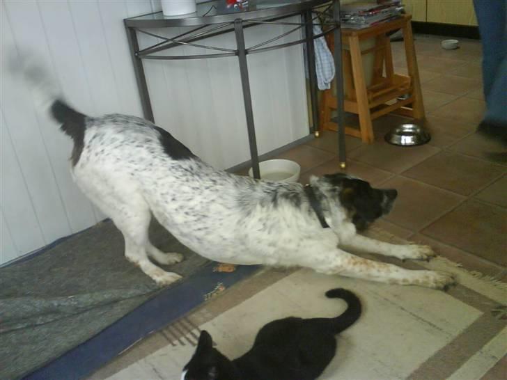 Blanding af racer Bella billede 6