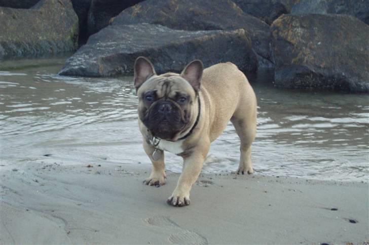 Fransk bulldog Oscar billede 15