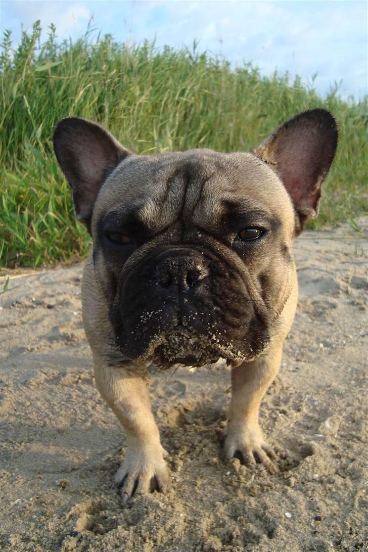 Fransk bulldog Oscar billede 16