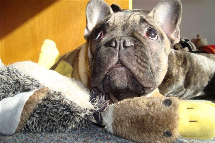 Fransk bulldog Oscar billede 17