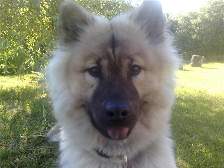 Eurasier Gomorran's Gucci billede 1