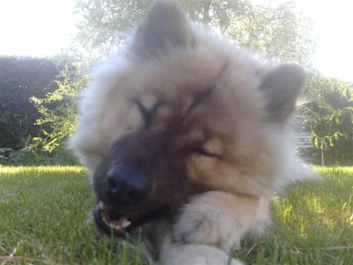 Eurasier Gomorran's Gucci billede 2