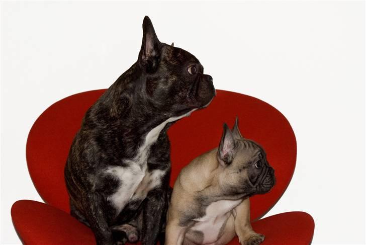 Fransk bulldog Oscar billede 18