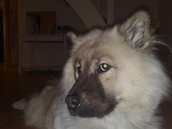 Eurasier Gomorran's Gucci billede 4