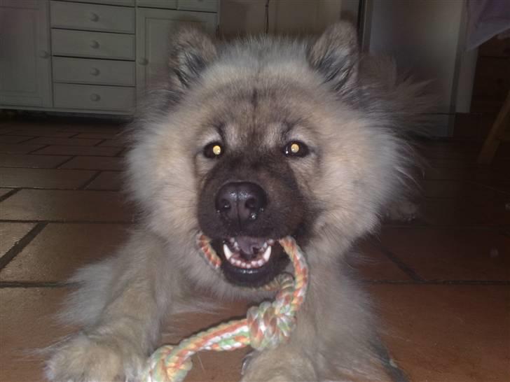 Eurasier Gomorran's Gucci billede 5