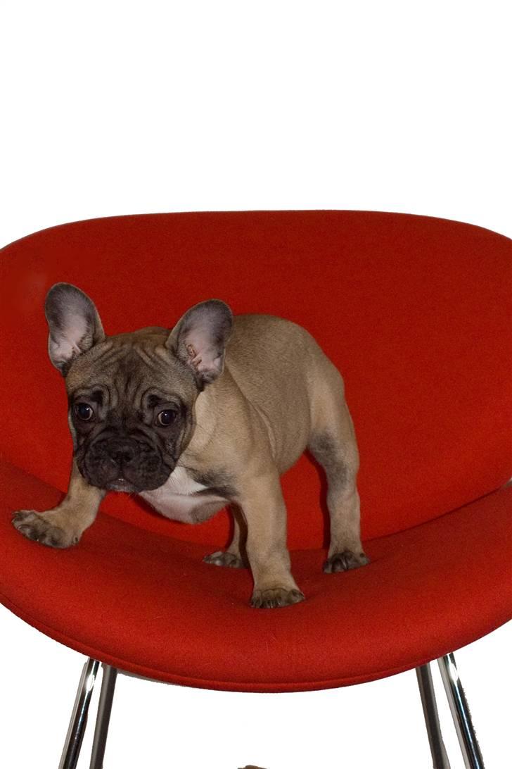 Fransk bulldog Oscar billede 19