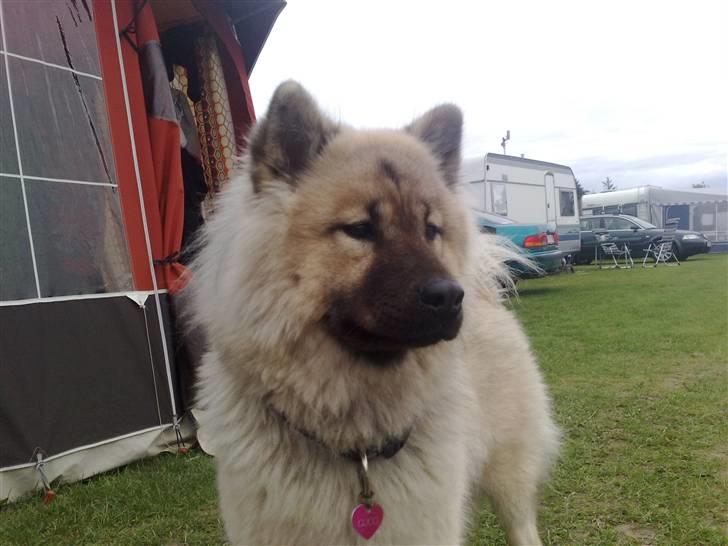 Eurasier Gomorran's Gucci billede 6