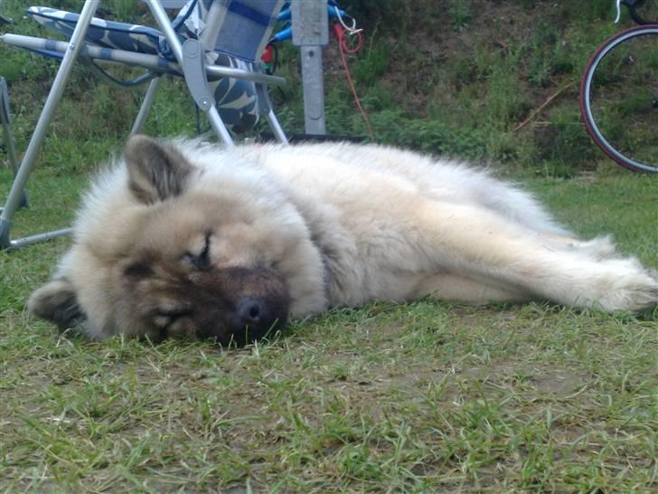 Eurasier Gomorran's Gucci billede 7