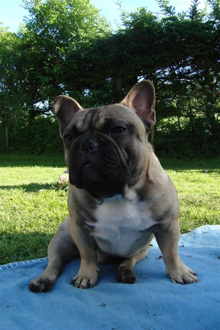 Fransk bulldog Oscar billede 20