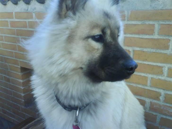 Eurasier Gomorran's Gucci billede 9