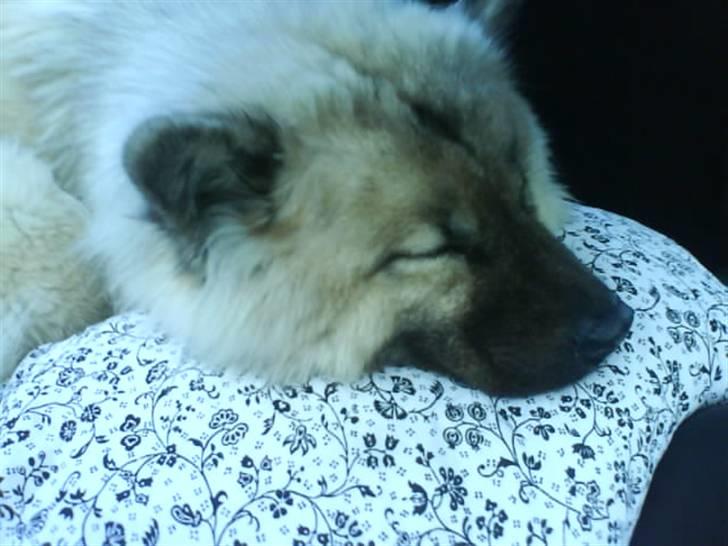 Eurasier Gomorran's Gucci billede 10