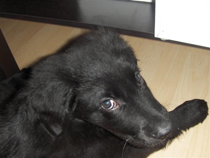 Blanding af racer Rossi billede 9