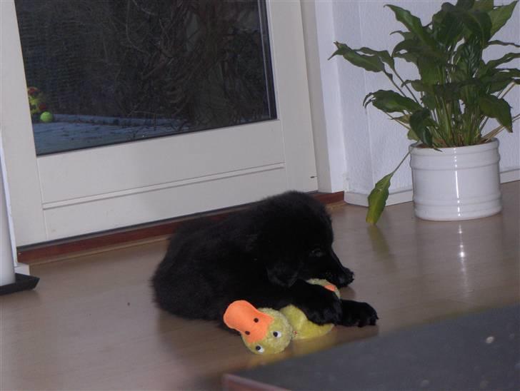 Blanding af racer Rossi billede 10