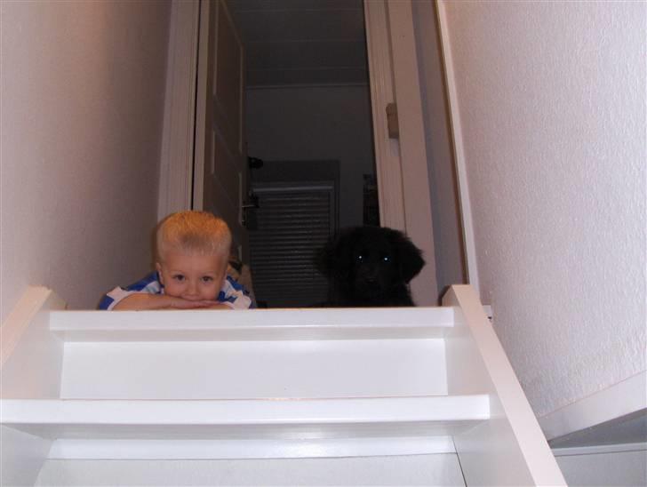 Blanding af racer Rossi - kuk kuk mor. billede 11